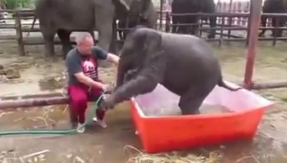 YouTube: bebe elefante sufre para bañarse en tina, hasta que...