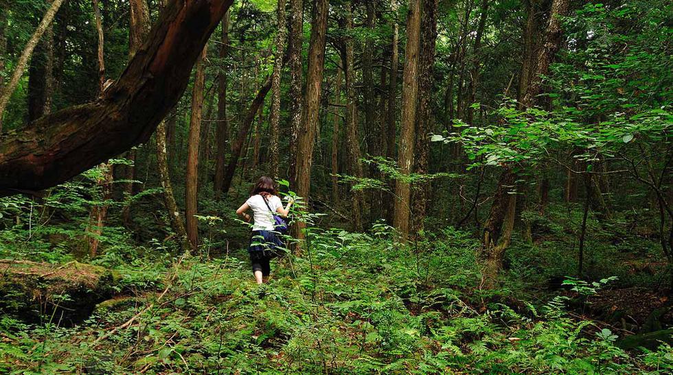 Aokigahara, el bosque suicida de Japón que inspira películas | VAMOS | EL  COMERCIO PERÚ