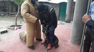 Arequipa: menor de 6 años falleció tras ser atacado por dos perros pitbull que criaban sus padres