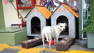 Surco recicla y fabrica casas para perros