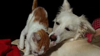 Perro y gato protagonizan una tierna escena que es viral en las redes sociales 