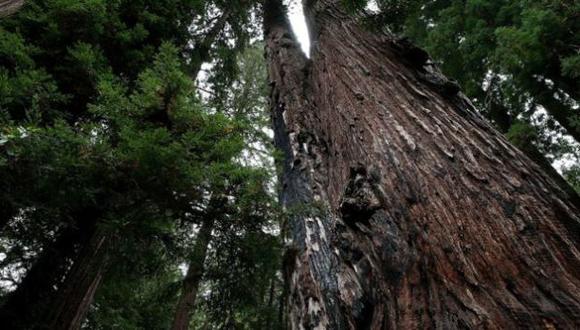 Desierto de Asia es clave para las secuoyas de California