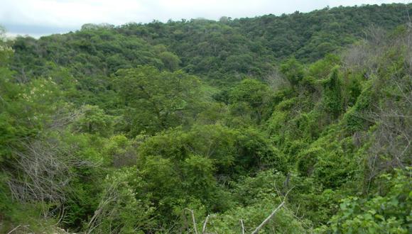 Un estudio en Nature Geoscience estima que el empobrecimiento en fósforo del suelo de la Amazonía limita el crecimiento de los árboles a pesar del aporte suplementario de CO2. (Foto: Wikimedia Commons)