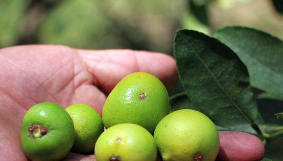 En Piura, la principal región productora, un saco de este fruto (de unos 50 kilos) cuesta actualmente entre S/500 y S/700,  3 veces más que su precio habitual (Foto: Ralph Zapata)