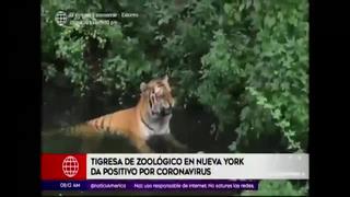 Coronavirus: tigresa de zoológico en Nueva York da positivo por covid-19