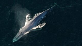 Las ballenas azules prefieren no adaptar su ritmo migratorio al alimento