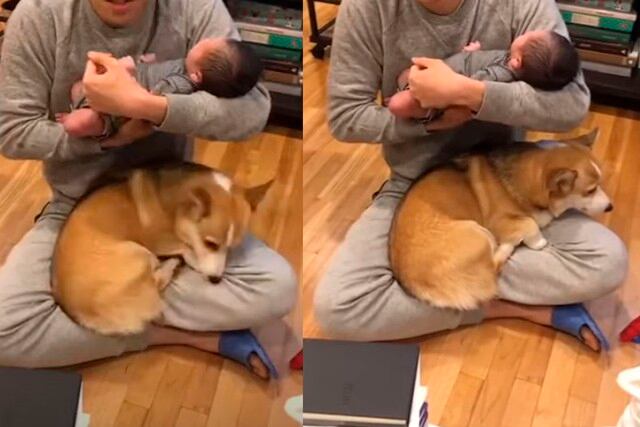 El perrito hizo de todo para llamar la atención de su dueño.| Foto: Rumble viral/YouTube