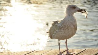 Las razones por las que los animales marinos no pueden dejar de comer plástico