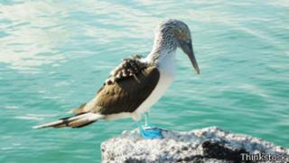 ¿Por qué no se reproducen los piqueros patiazules de Galápagos?