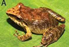 Ayacucho: Biólogos peruanos descubren nueva especie de rana