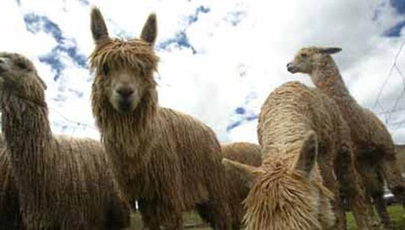 Agro Rural vacunará a 800 mil alpacas y ovejas