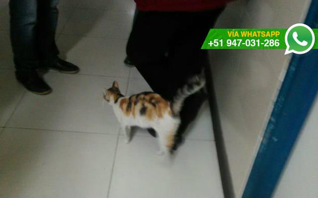 WhatsApp: gatos 'de paseo' por el hospital Almenara - 1