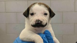 WUF: conoce al cachorro que se convirtió en una celebridad de Internet por su singular 'bigote'