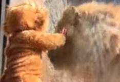 YouTube: reacción de león cuando ve a niño disfrazado de cachorro