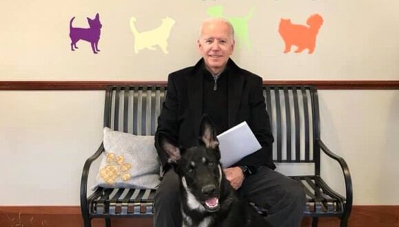 Major, la mascota de Joe Biden, será el primer perro rescatado que habite la Casa Blanca. (Foto: @delawarehumane)