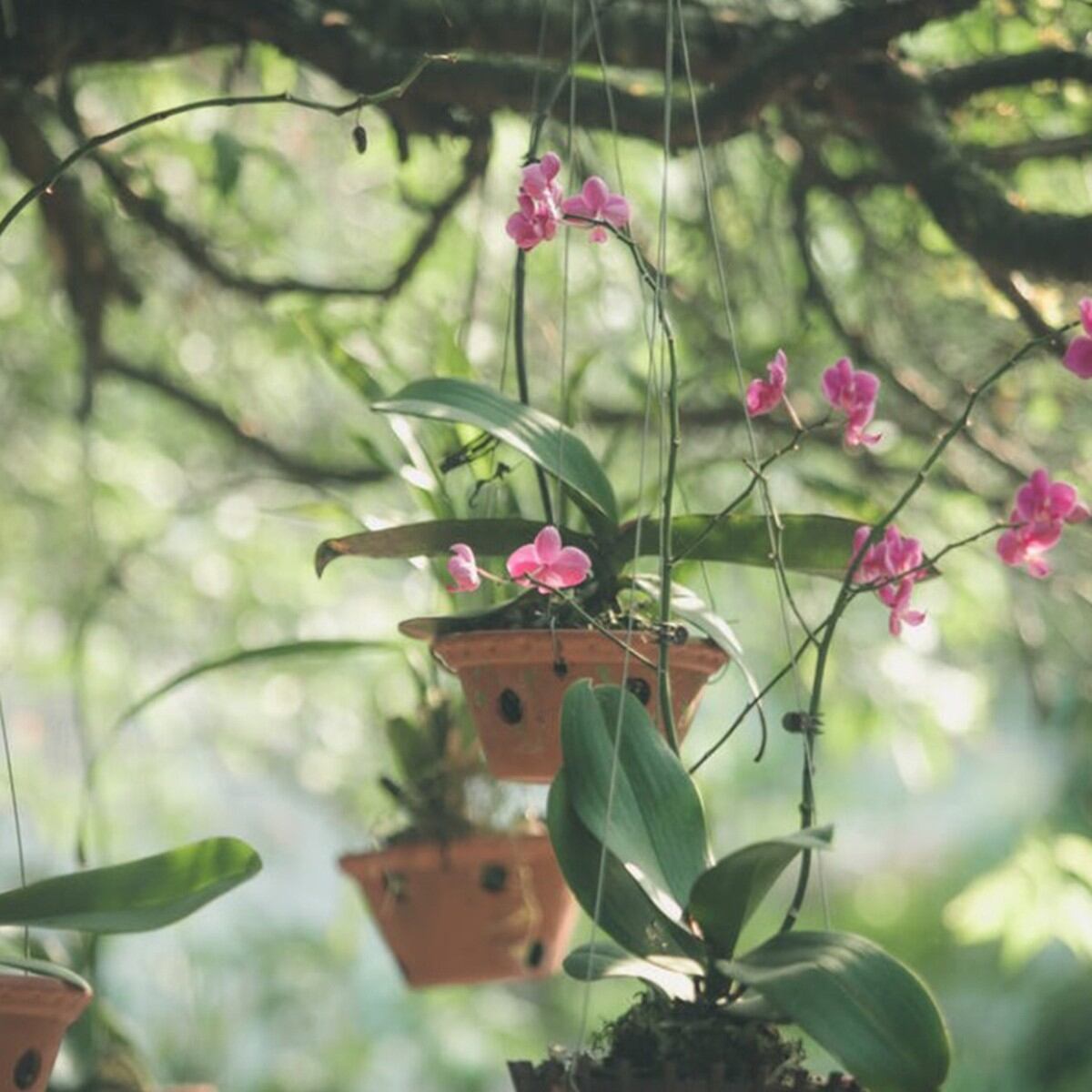 Remedios caseros para abonar orquídeas de manera natural