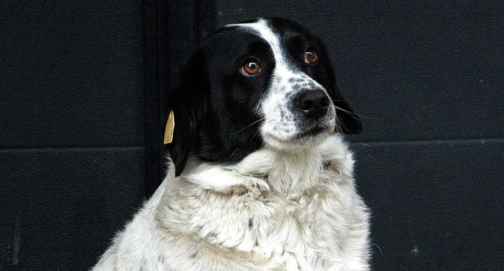 Este es Kupata, el perro más célebre de Georgia. (Efe)