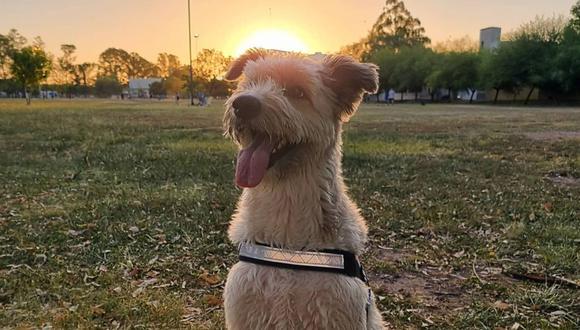 Este adorable perro es de Córdoba, Argentina. | Foto: @soykorsy