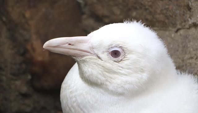 Un pingüino de El Cabo albino, un caso rarísimo en esta especie sudafricana en peligro de extinción, fue presentado en el parque zoológico de Gdansk, Polonia. (Facebook / zoogdansk)