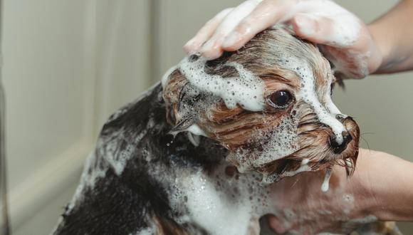 Los mimos y la paciencia no pueden faltar a la hora del bañar a tu peludo en casa. (Foto: Tima Miroshnichenko/Pexels)