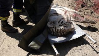 Tigre que escapó de zoológico mata a un hombre en Georgia