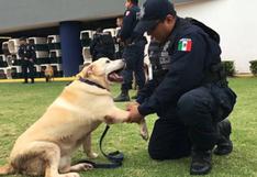 Desgarrador adiós de policías a sus compañeros caninos jubilados