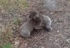YouTube: Dulce pelea entre koalas causa sensación en la red