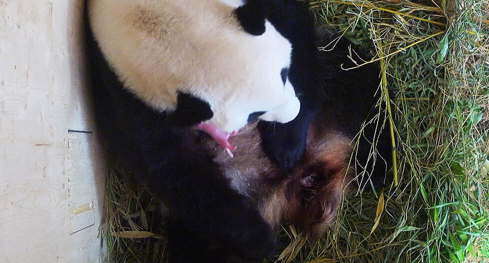 ¿Te gustan los osos panda? Este simpático animalito nació en Viena tras el proceso de inseminación natural. (Foto: Getty Images)