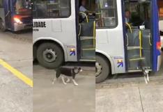 Perro espera todos los días a chofer de autobús que le regala comida