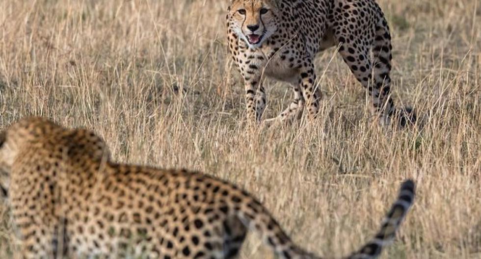 Guepardo se enfrentó a leopardo por sus crías. (Foto: *Paul Goldstein*)