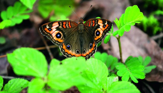En la región hay más de 150 especies de mariposas. 
(Foto: Guillermo Gutierrez)