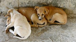 ¿Esterilizar o no esterilizar? Mito y realidad