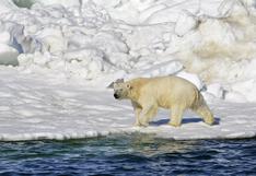 Oso polar mata a mujer y a su bebé de un año en un pueblo de Alaska