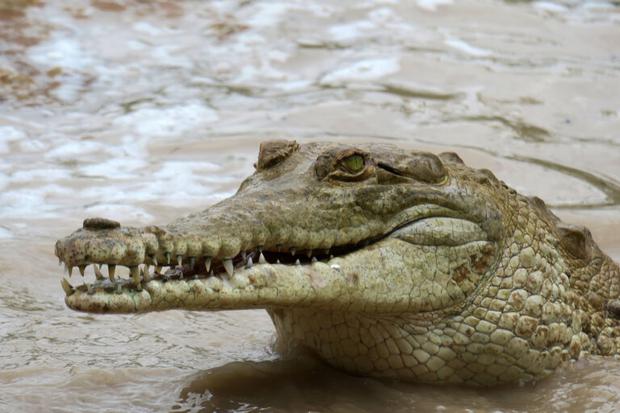 Colombia: la liberación de cocodrilos del Orinoco que lleva la esperanza de  salvar a su especie | TECNOLOGIA | EL COMERCIO PERÚ