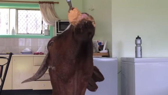 YouTube: esta cabra ama la mantequilla de maní (VIDEO)