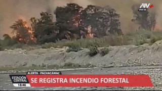 Pachacámac: se registra incendio forestal en el sector de Cardal | VIDEO