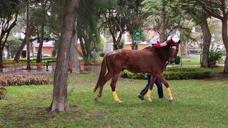 Surco: caballo del Ejército escapa del Pentagonito cuando ensayaban para desfile por Fiestas Patrias