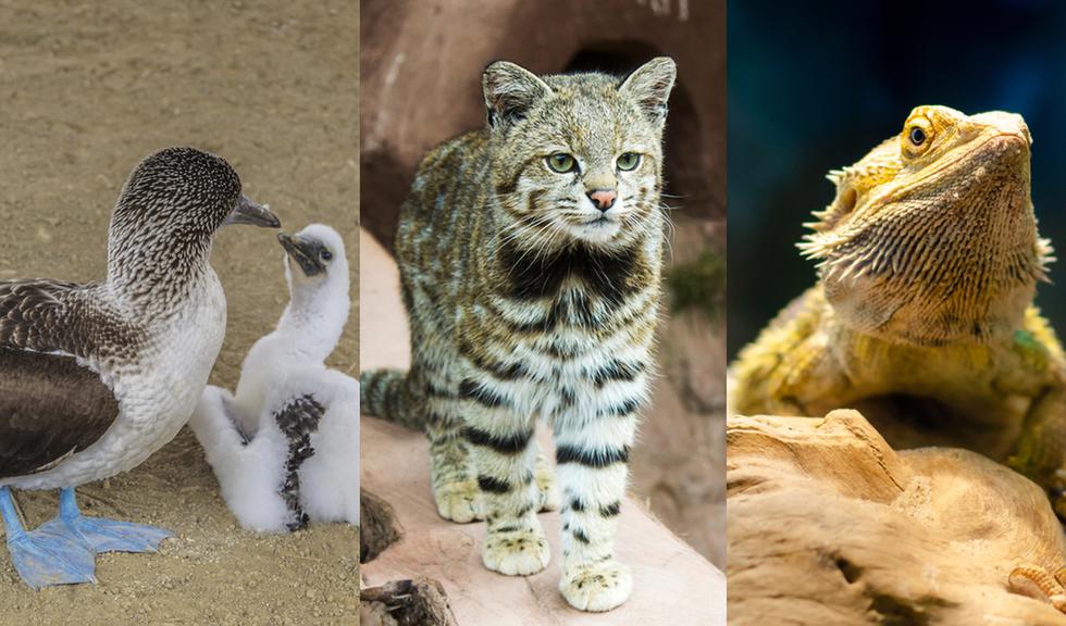 En el Perú habitan animales espectaculares tanto en la costa, sierra y selva. En esta nota, conoce algunos de ellos como el gato andino, el alcatraz patiazul y el pudu. (Foto: Shutterstock).
