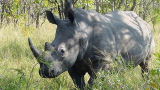 Logran crear embriones de rinoceronte al borde de extinción