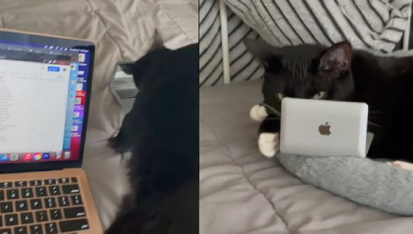 Mujer crea ingeniosa forma de que su gato no la moleste cuando trabaja usando su laptop | VIDEO (Foto: TikTok/@winifredandyara)