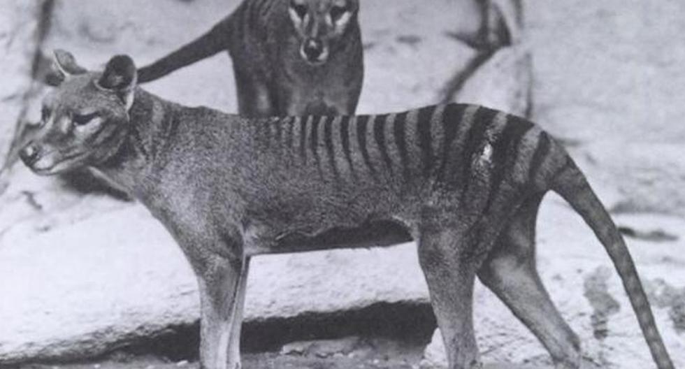Un grupo de expertos tratará de confirmar la pervivencia de los Tigres de Tasmania como especie tras dos posibles avistamientos que alumbran la esperanza de hallar un ejemplar vivo de ese animal. (Foto: wikimedia)