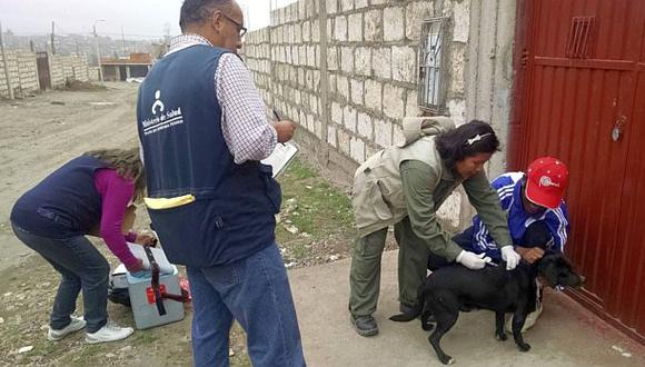 Arequipa: municipio vacunará a 164 mil perros contra la rabia