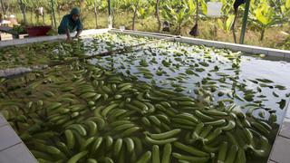 Agricultura en ambiente controlado, solución a cambio climático en América Latina