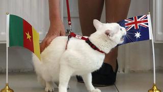 Copa Confederaciones: gato blanco se convierte en el heredero del pulpo Paul [VIDEO]