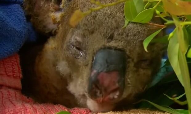 El koala Lewis recibe atención en hospital de estos marsupiales. Sin embargo, su situación es de cuidado.