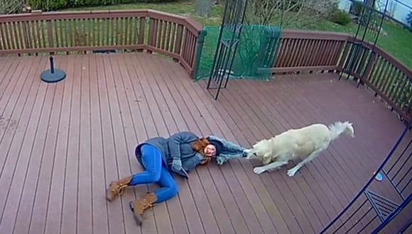 La mujer consideró muy gracioso que su perro confundiera su capucha con un juguete. (Foto: Ring / YouTube)
