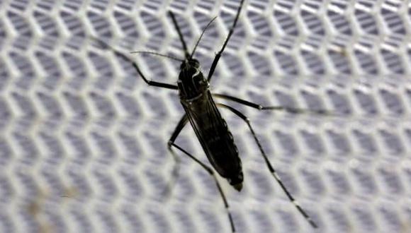 OMS sugiere usar bacterias transgénicas para combatir el zika