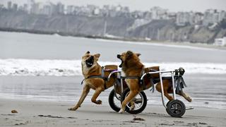 Milagros Perrunos: refugio para perros con discapacidad en Lima