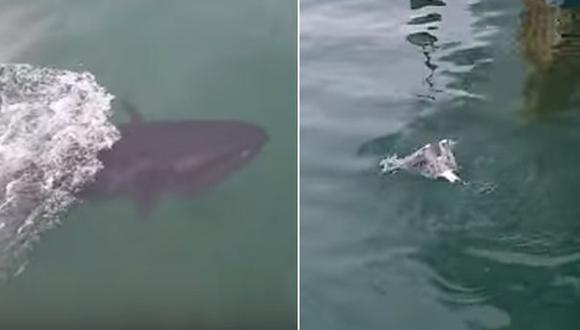 Un atún y una gaviota protagonizan una singular pelea [VIDEO]