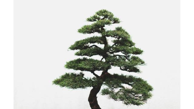 Las deslumbrantes fotos que muestran la belleza de los bonsáis - 5